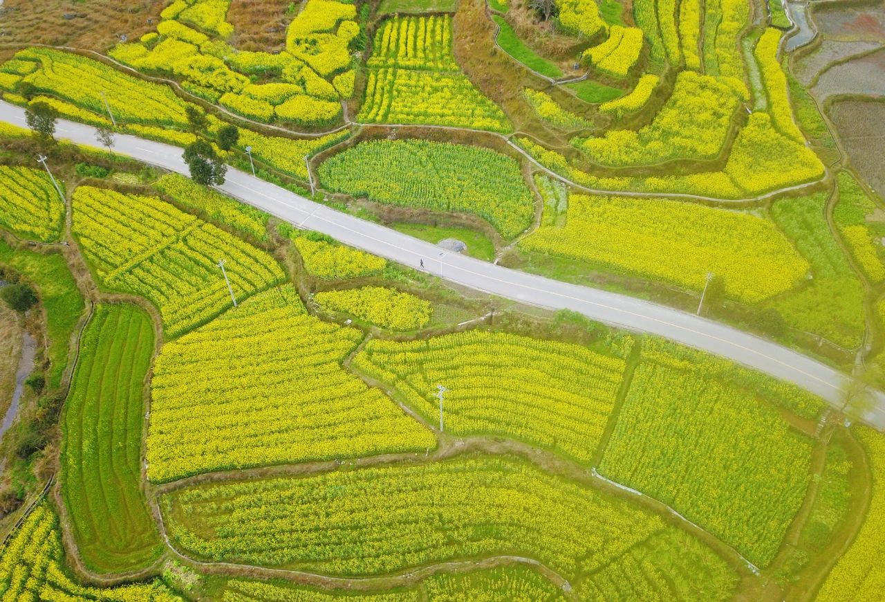 錦屏縣鐘靈鄉 油菜花開富鄉村，稻油輪作繪就金色畫卷